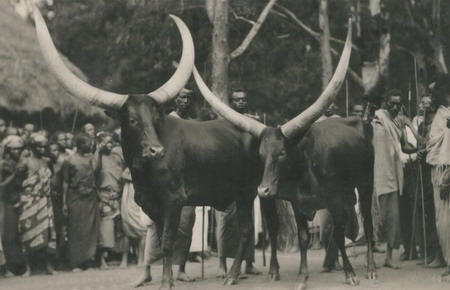 Na sociedade ruandesa tradicional, a posse de rebanhos era o símbolo de status social da aristocracia tutsi